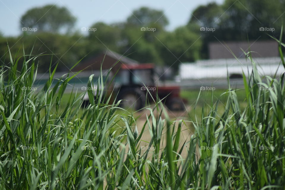 Tractor holland. True the grass you see a farmers truck