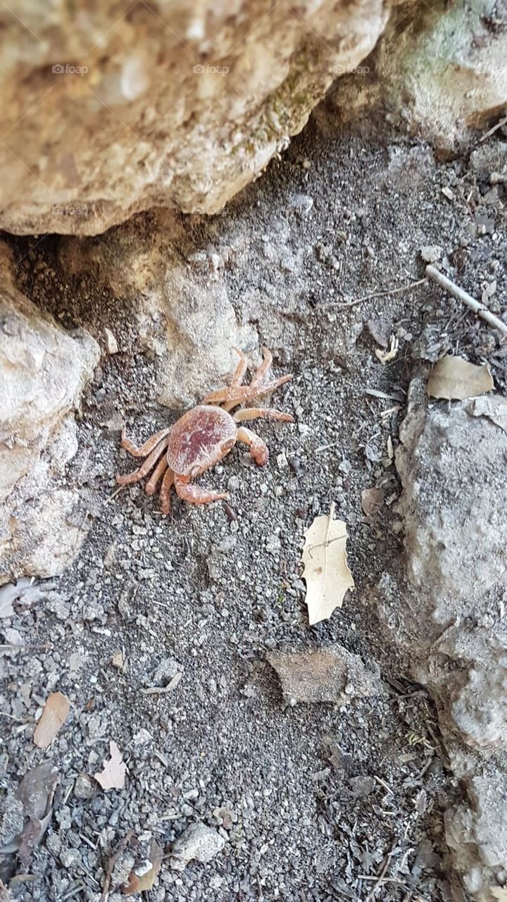Crab found near butterfly area in Rhodes
