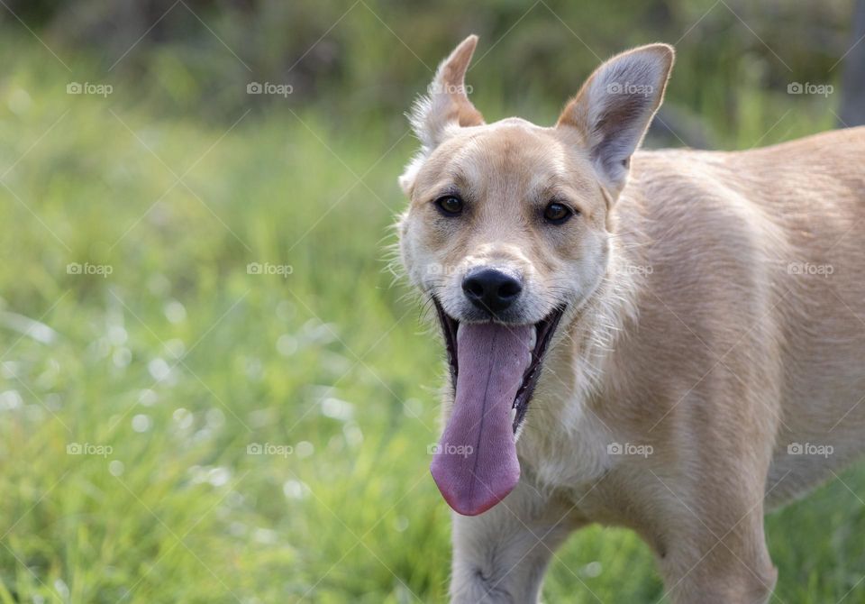 A happy dogs running around a grassy area