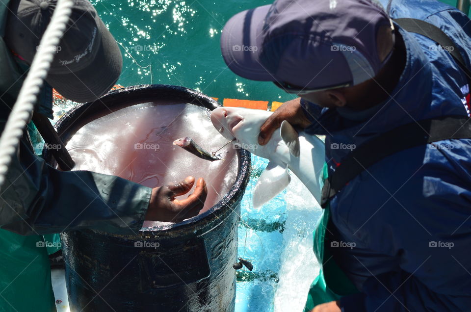 Shark Cage Diving, South Africa