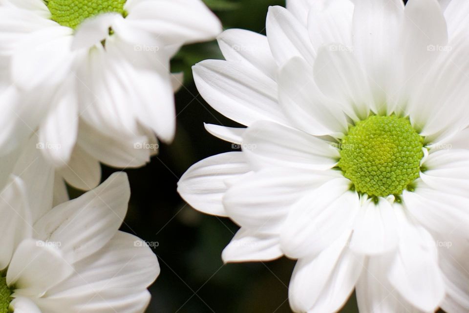 Young White Daisies 