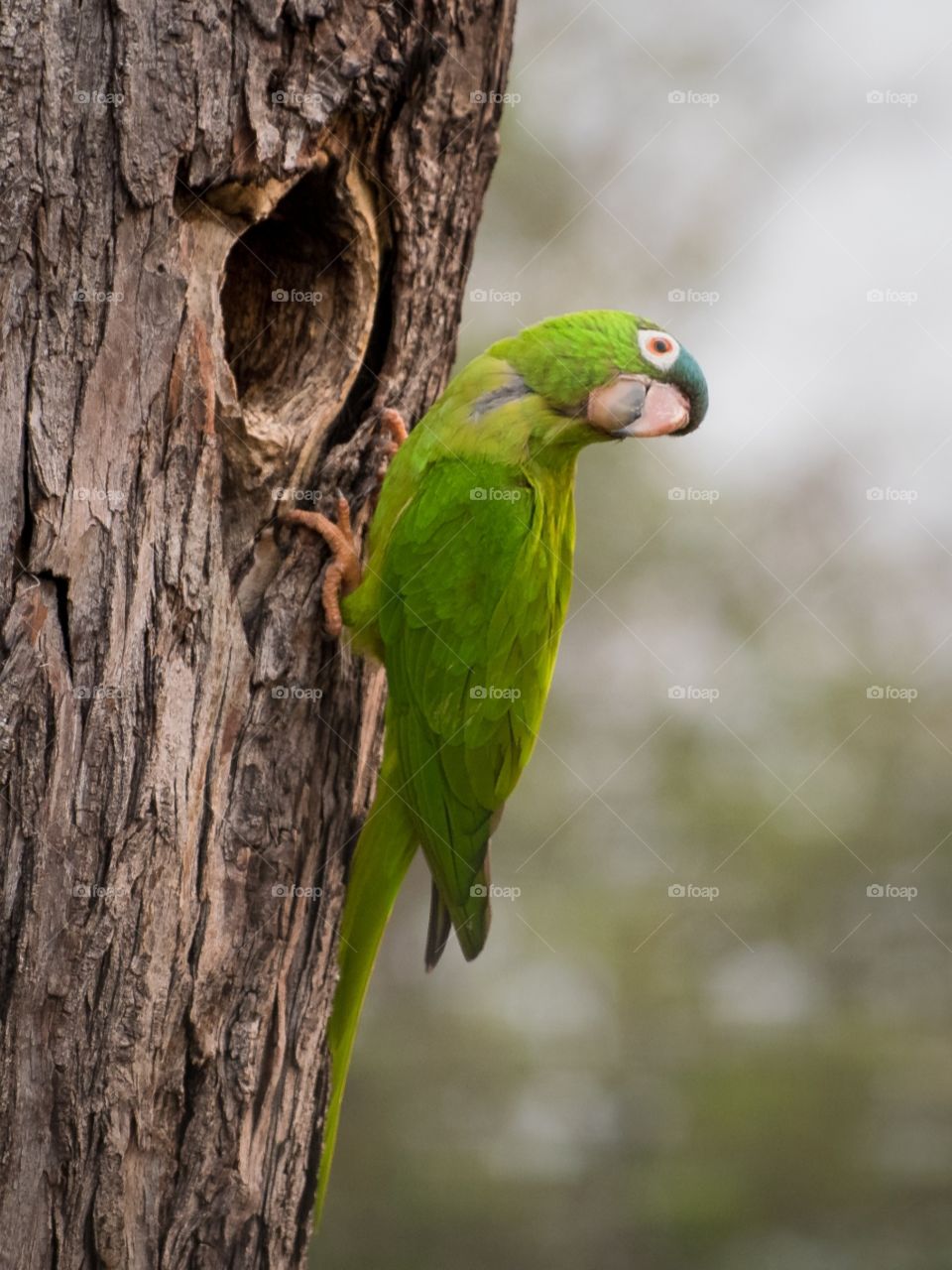 ararinha PANTANAL MS