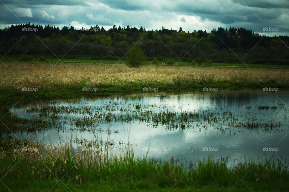 Wetlands. Photo taken at a wildlife reserve in Washington