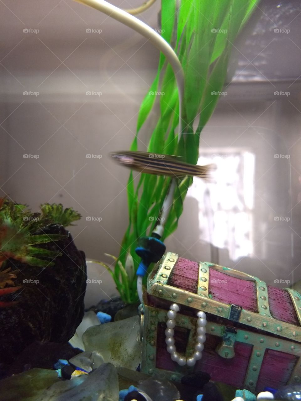 Small Fish Goes Zoom