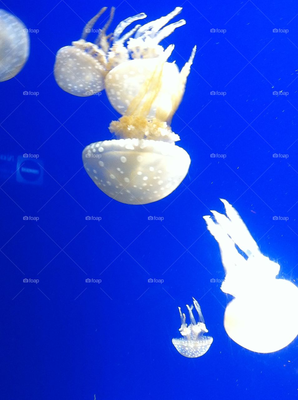 jelly fish. Cute Jelly fish