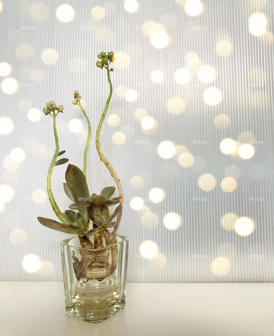 Succulent Inspiration: water planted succulent against bokeh background 