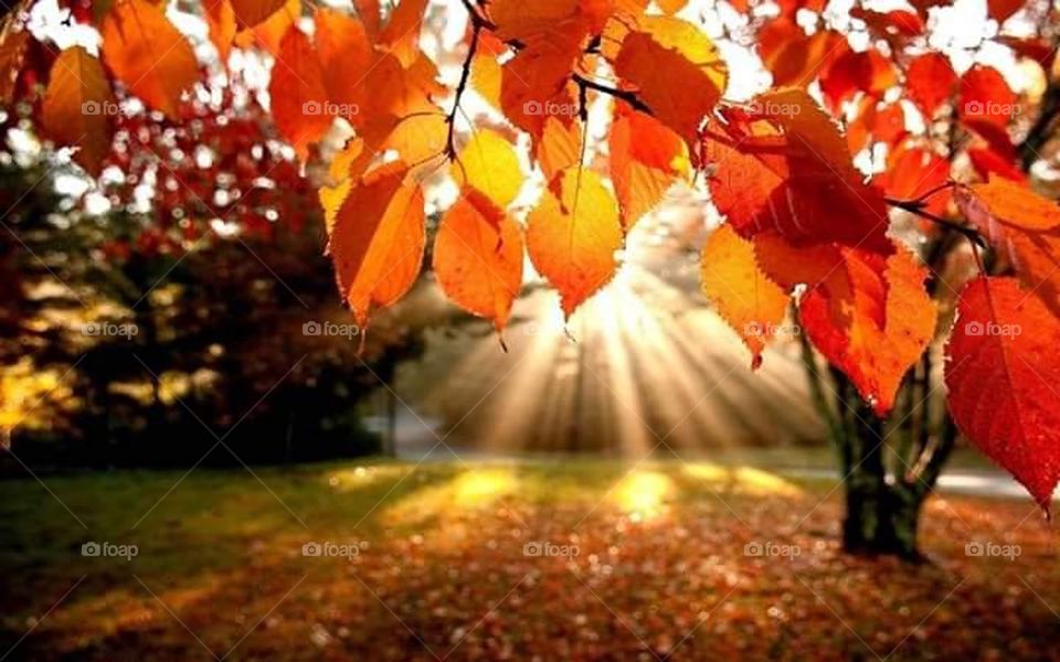 Divine sunlight behind Beautiful autumn leafs .