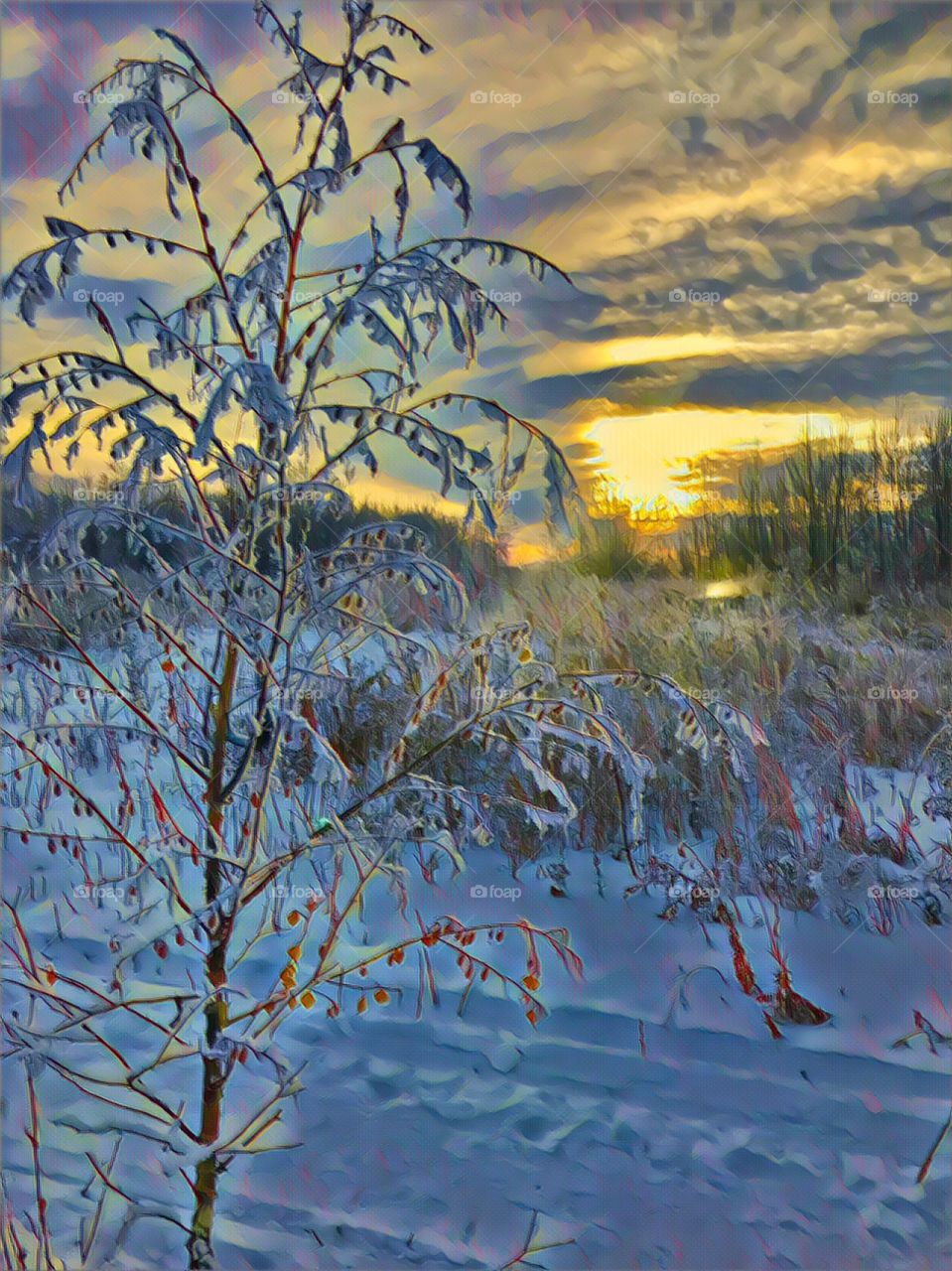 Sunset on frosty birch sapling