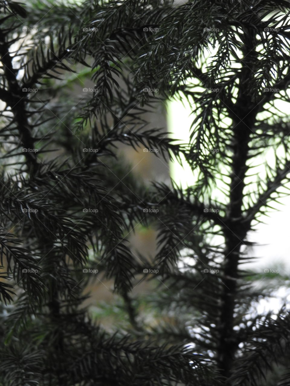 Pine tree