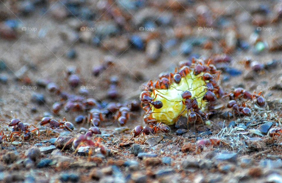Hungry harvester ants aka big red ants. 