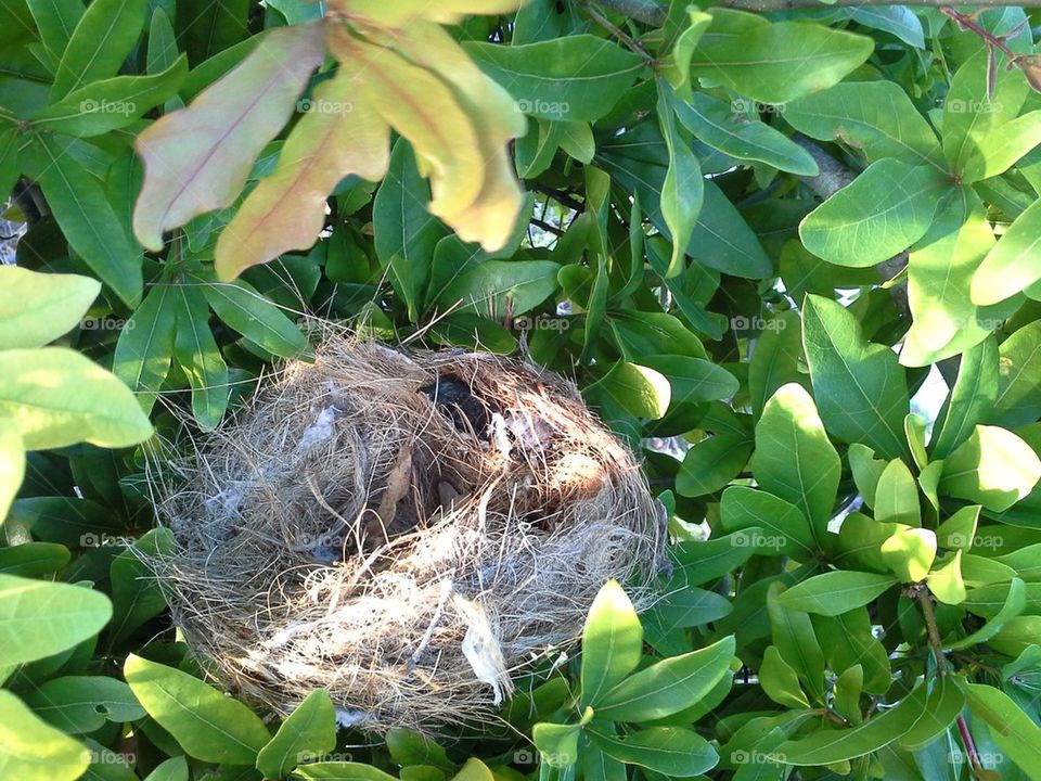 Bird's Nest
