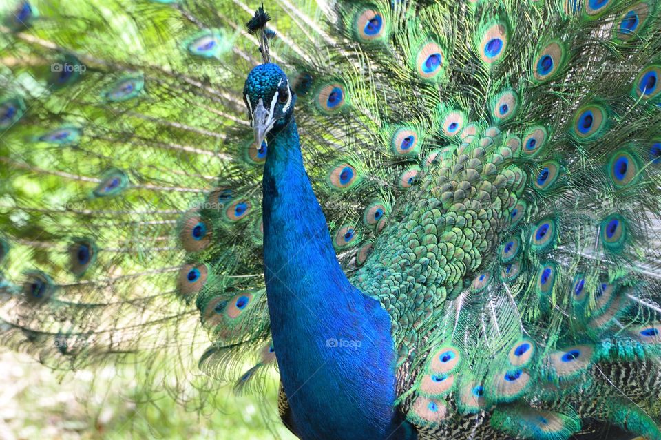 Peacock 