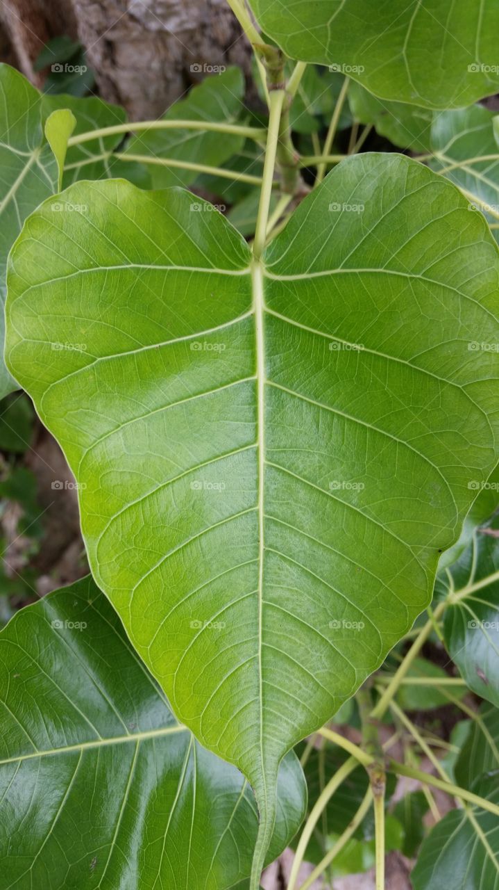 leaf
