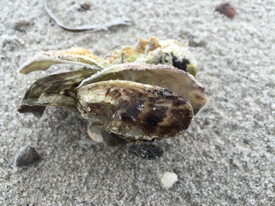Close-up of a seashell