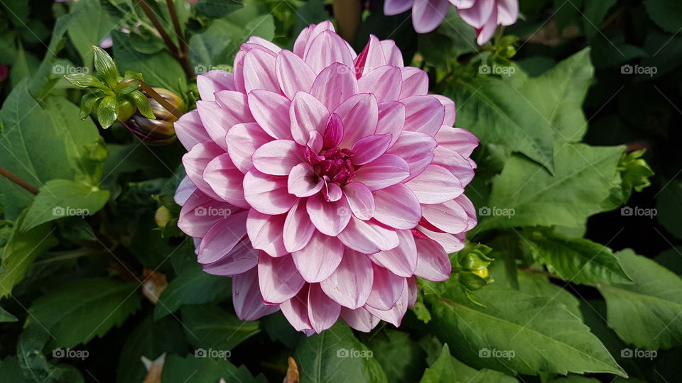 Beautiful blooming pink Dahlia - vacker rosa blommande blomma 