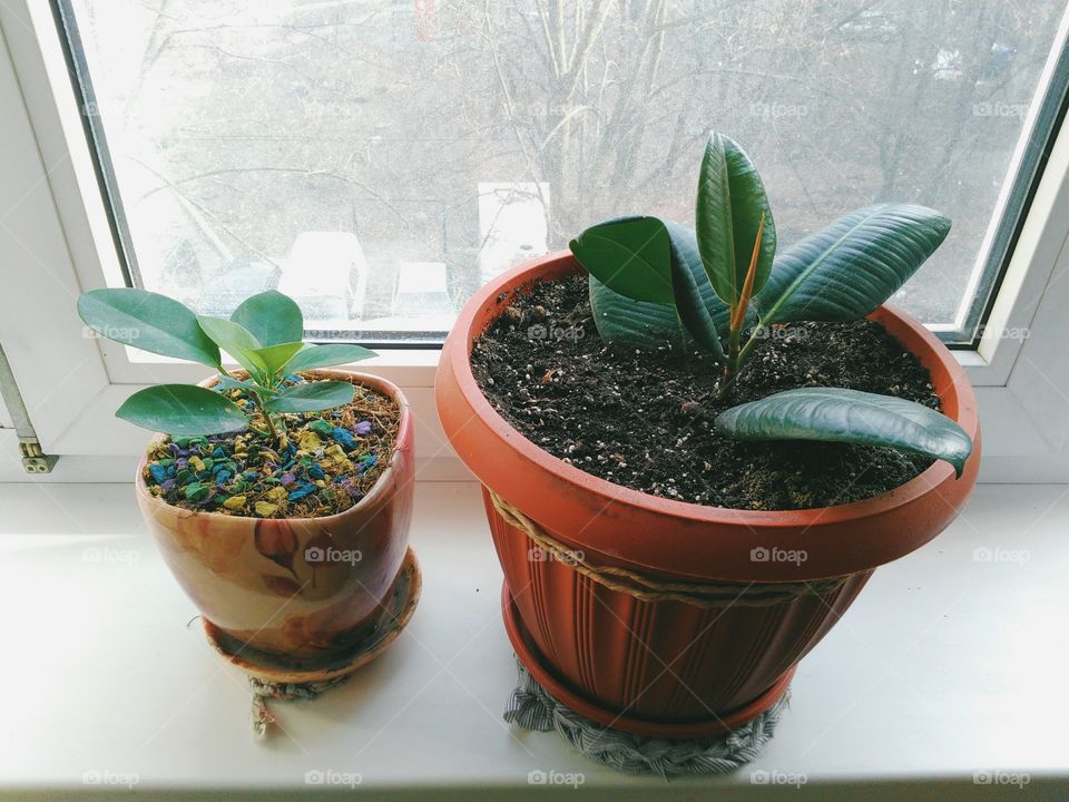 Ficus indoor plants uplifting