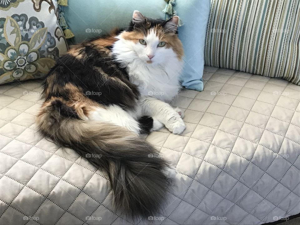 Fluffy calico cat with pillows 