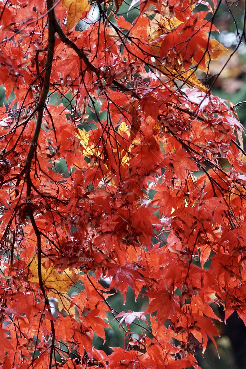 Canadian Maple in Fall colours