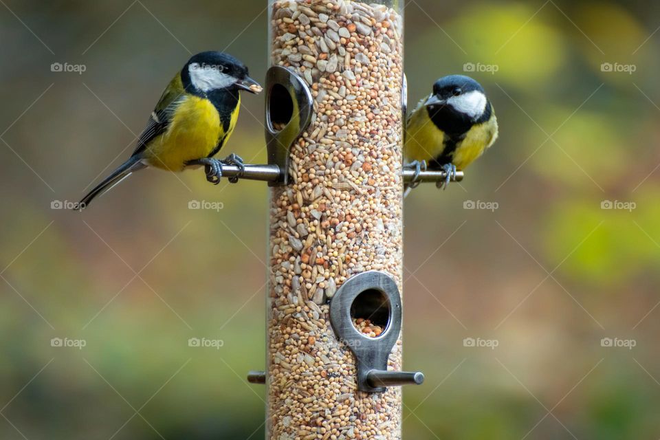 Birds at bird feeder