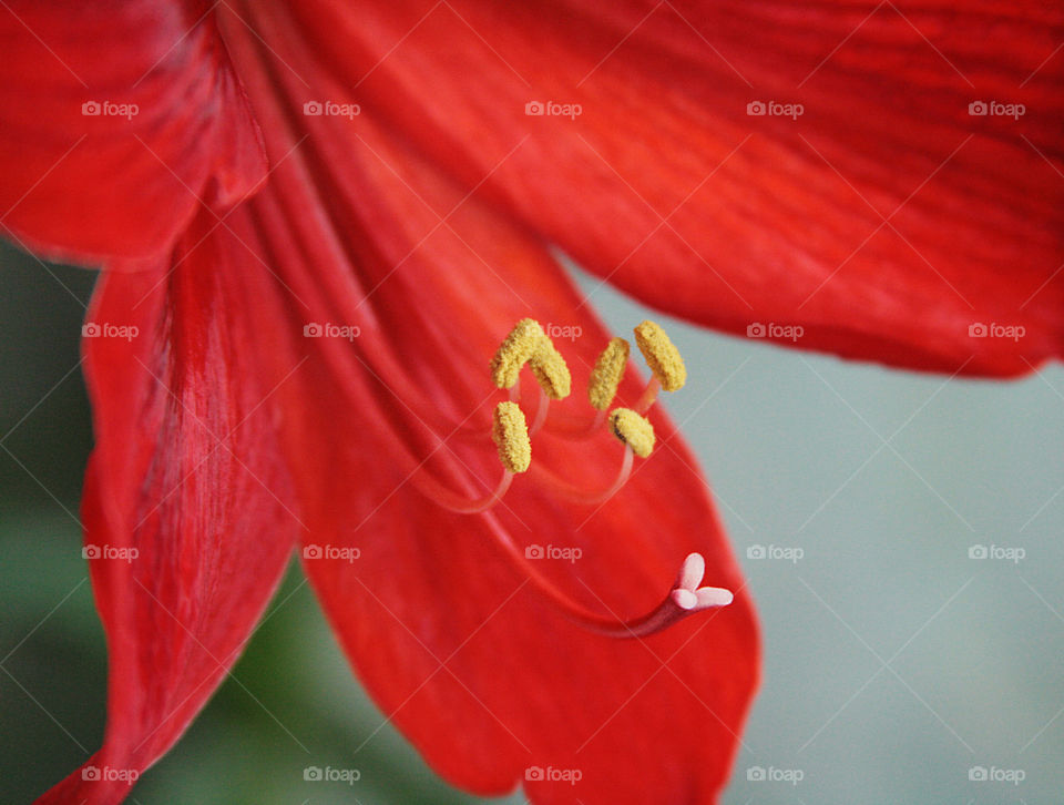 Amaryllis. Close up 