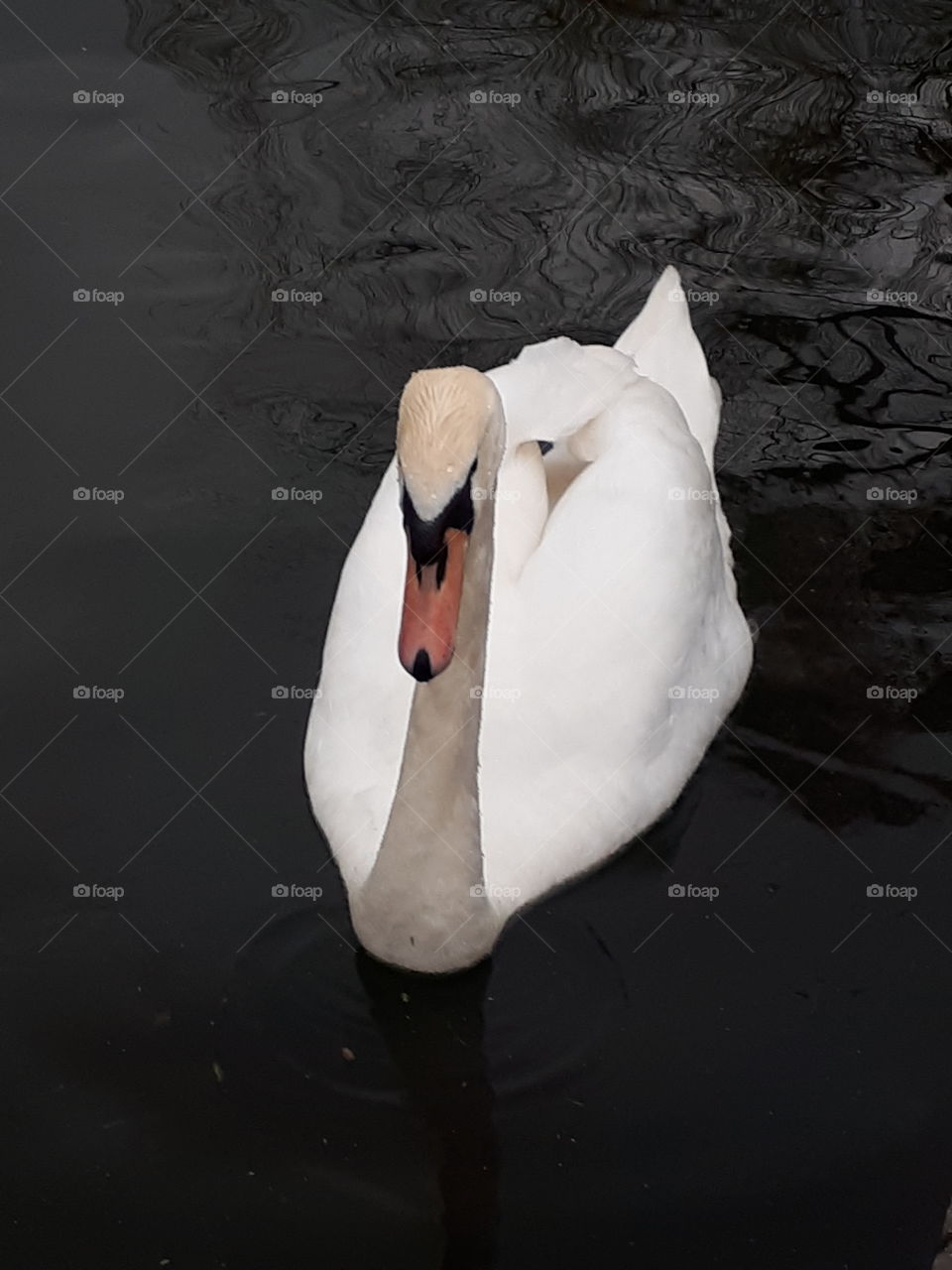 Mute Swan