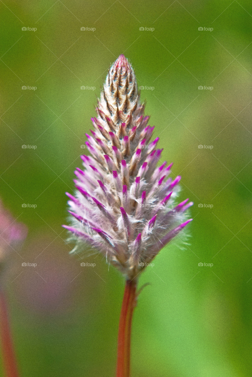 nature flower summer by AS74