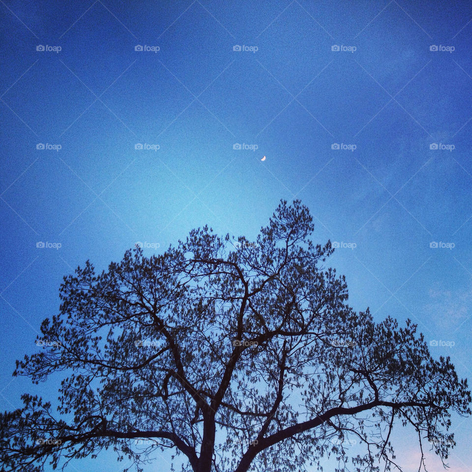 Tree and crescent moon