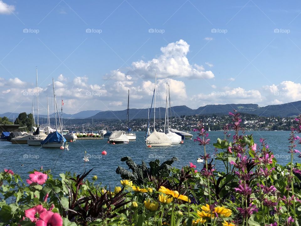 Boats and flowers 