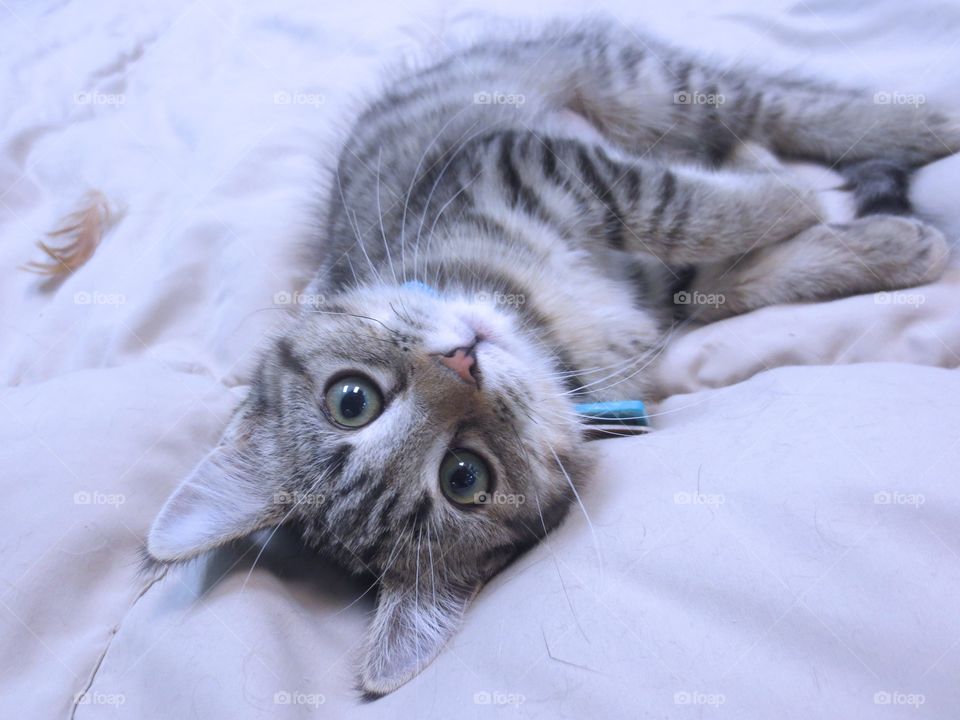 Brown tabby kitten looking for love 