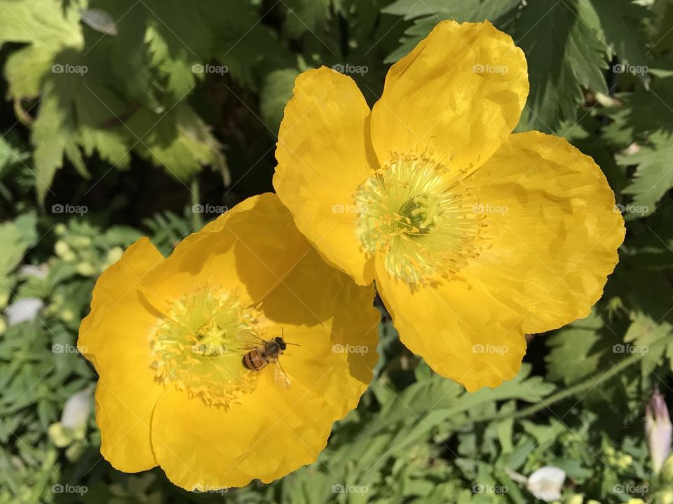 Build Me Up Buttercup!!!