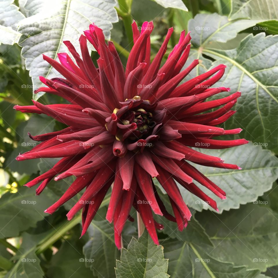 Dahlia 