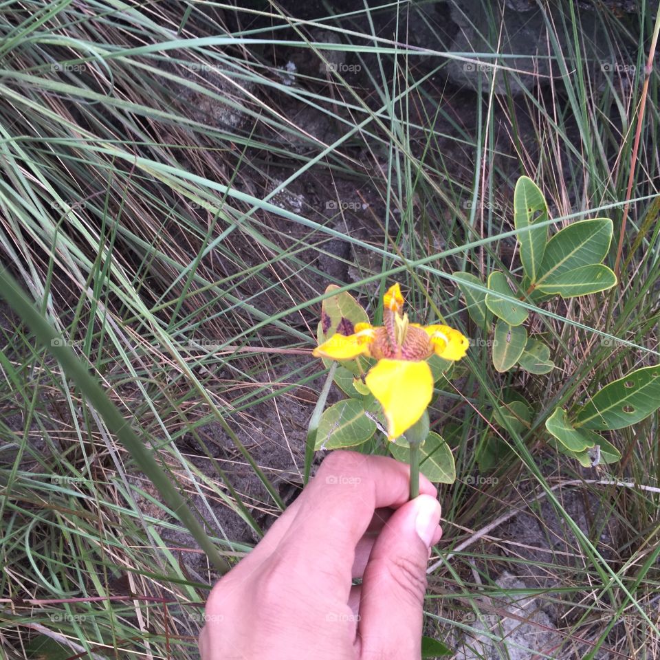 Picking up a flower in the mountain 