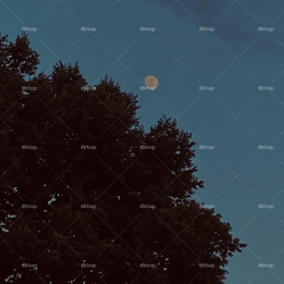 Moonlight shining over a tree