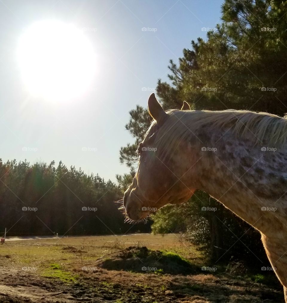 Appaloosa Stallion head shot back lit by the sun