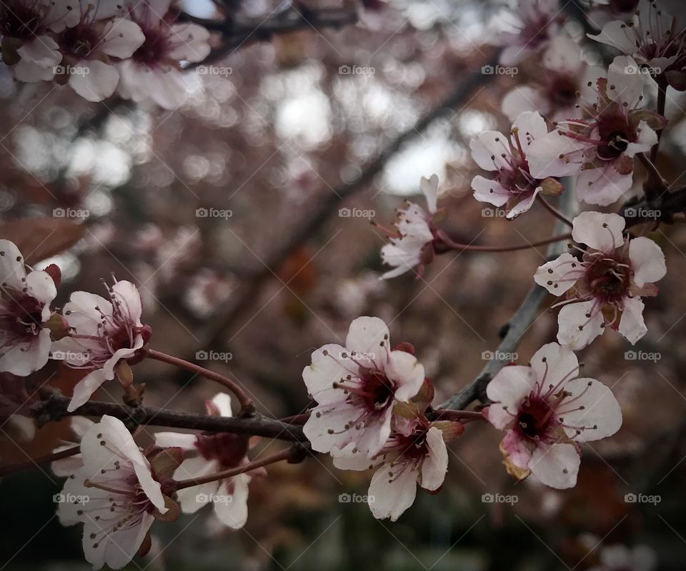 Blooming apples blossoms 
