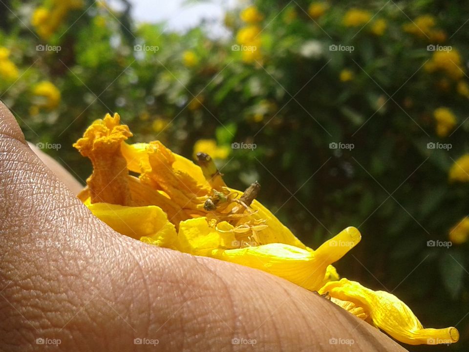 Yellow broken flower in a hand