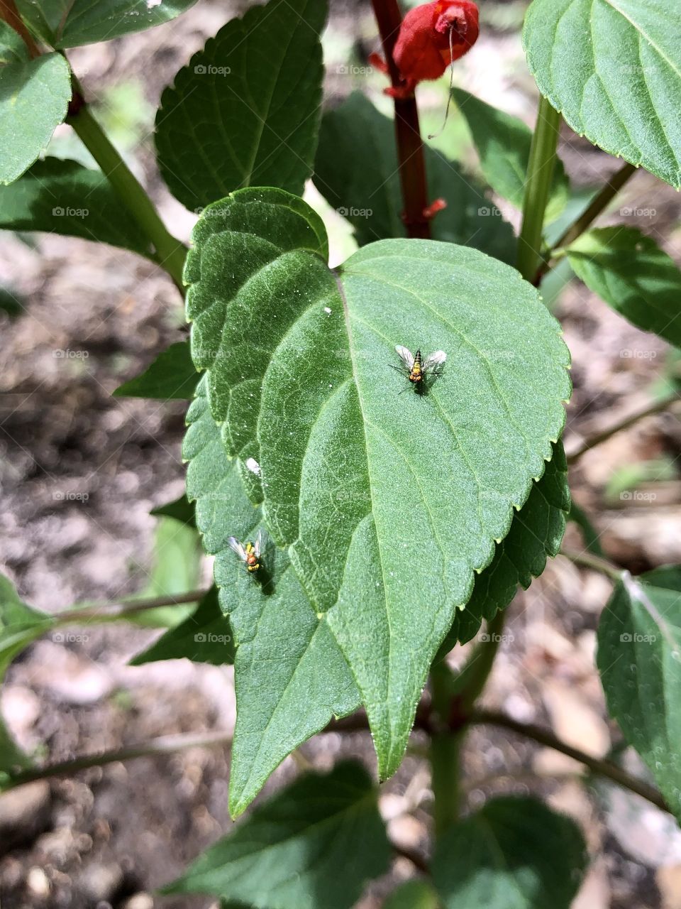 Iridescent sweat bees on green leaves 