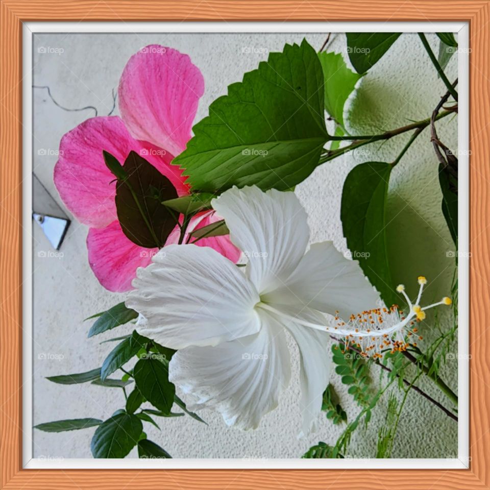 exotic Caribbean hibiscus