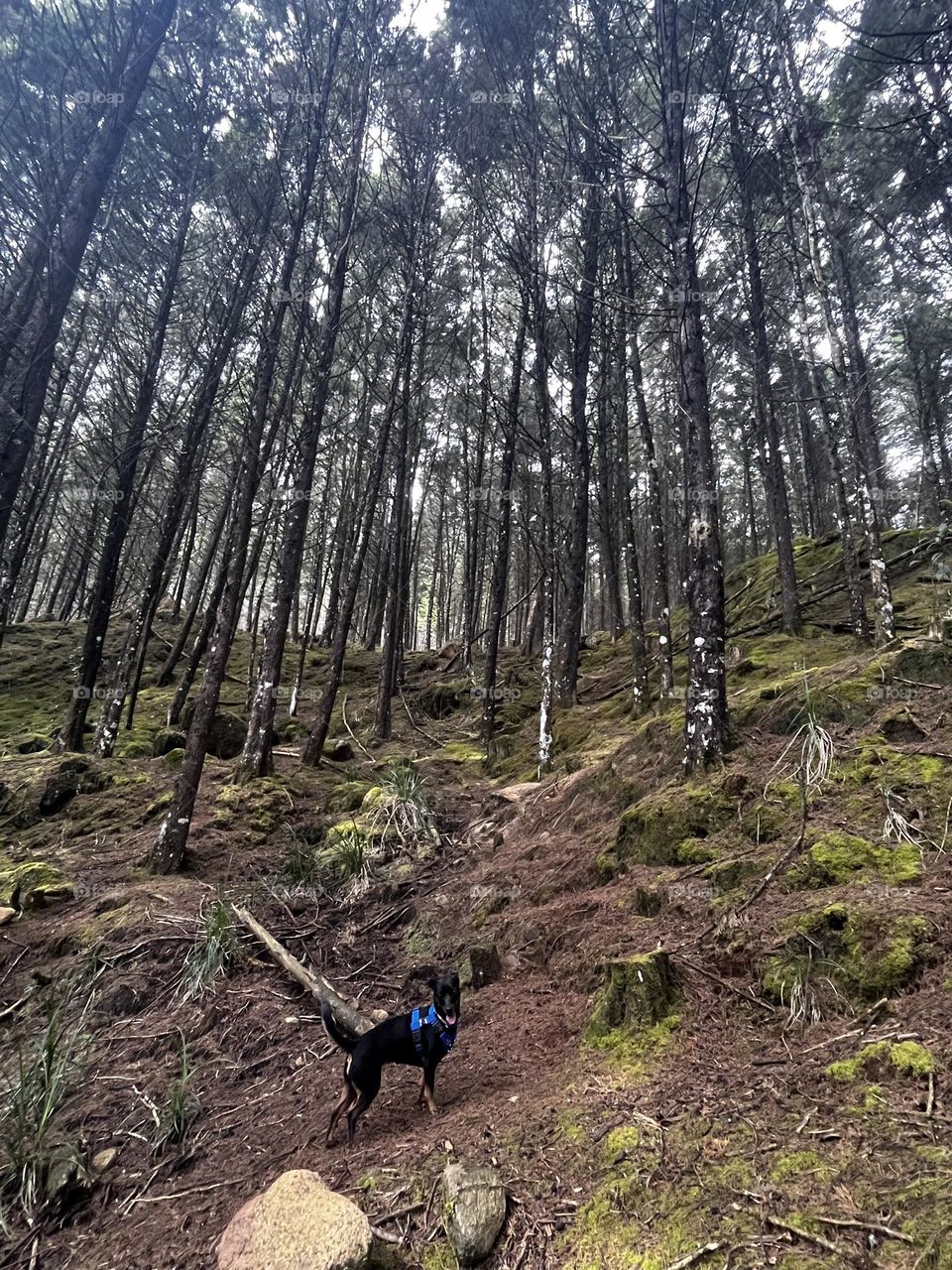 A playful dog exploring the forest