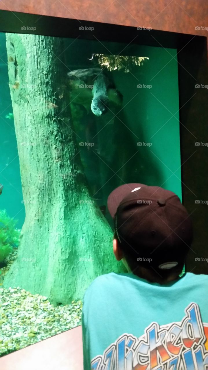 staring contest with turtle