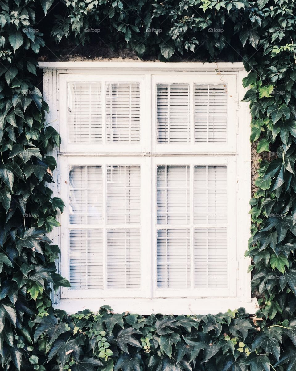 Window, House, Architecture, No Person, Family