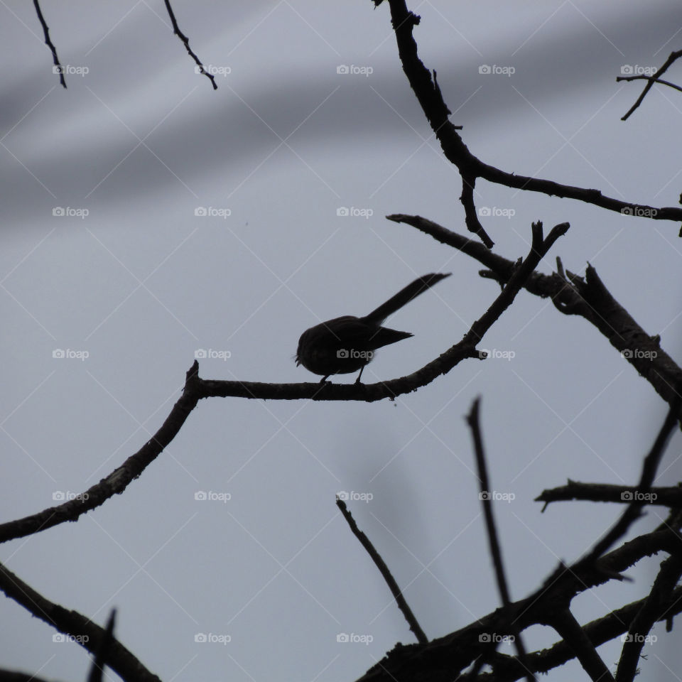 Fantail Finch