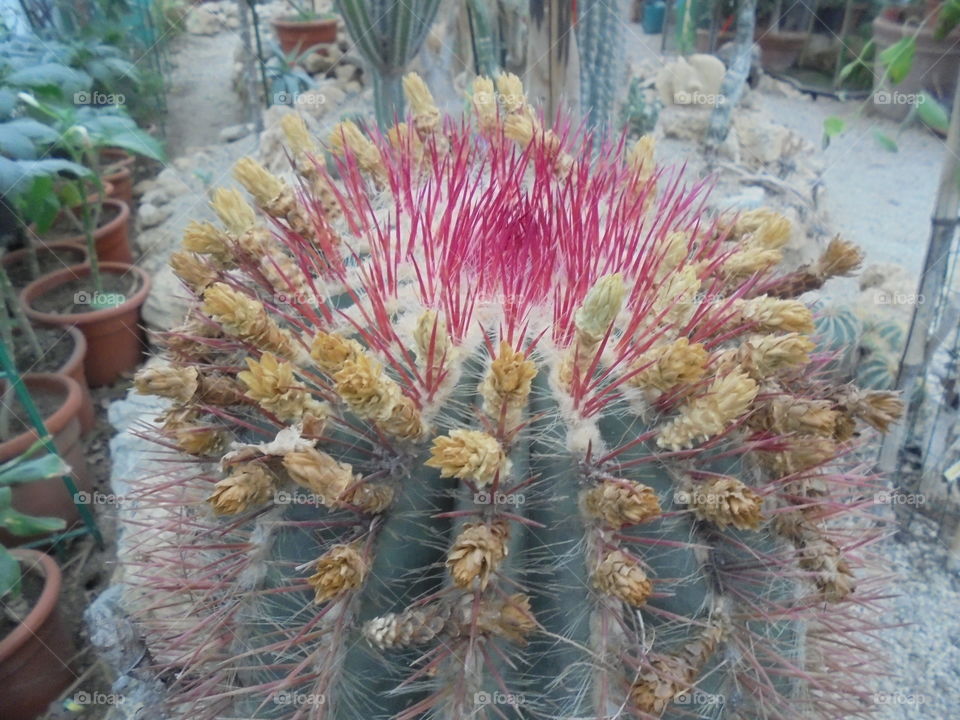 cactus