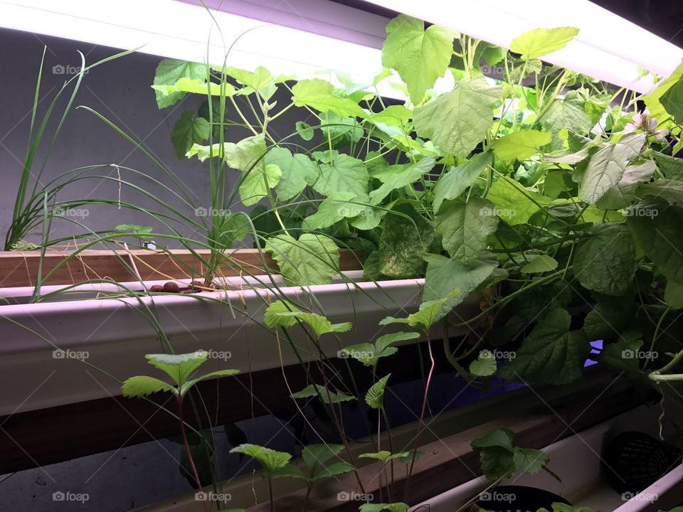 Garden Anywhere - Aquaponics Basement