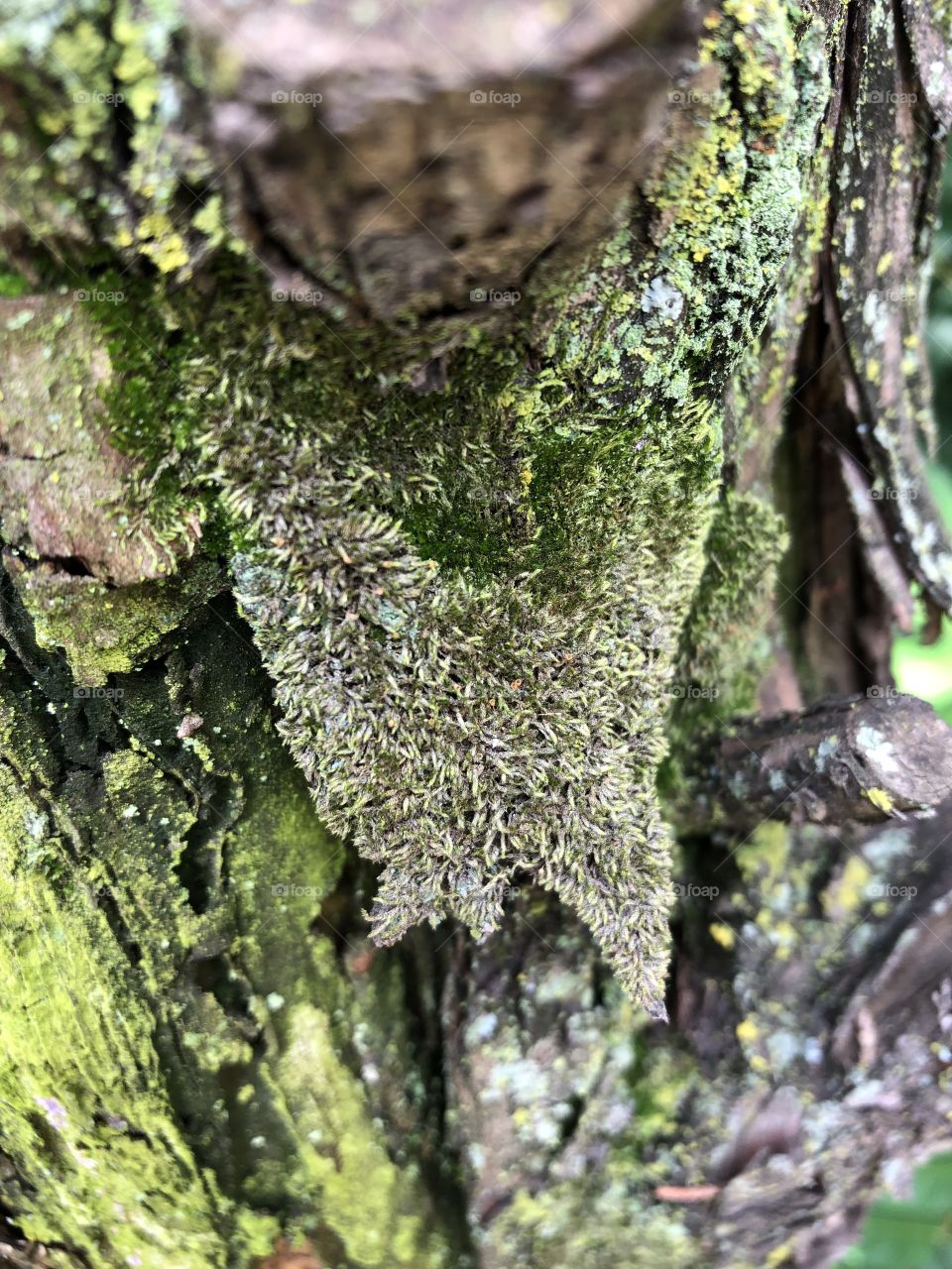 Seasons tree algae bark