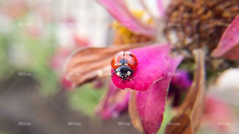 Close-up shot of a ladybug sitting on a shrunken flower petal, selective focus.