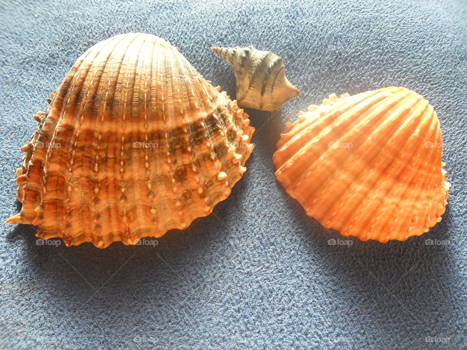 Shell