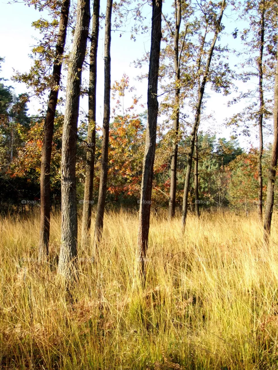 trees