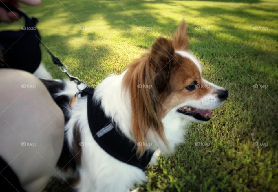A Papillion dog on a leash with green grass in spring