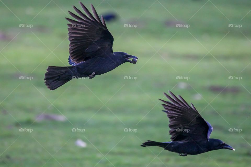 Flying ravens with hazelnuts in their beak